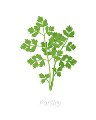 Parsley plant. Petroselinum crispum. Vector flat Illustration. Cultivated as a herb, a spice, and a vegetable.