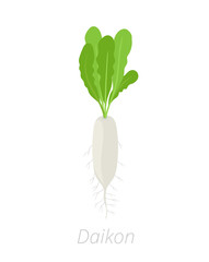 Daikon plant. Long white winter radish plant. Vector illustration on white background. Raphanus sativus.