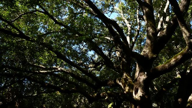 Sardinia Pine Forest Trees Cork Bark Vegetation Nature Video 4K