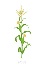Maize plant. Corn Vector illustration. Zea mays. Agriculture cultivated plant. Green leaves. Flat color Illustration clipart on white background.