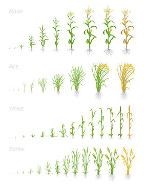 Growth stages of grain cereal agricultural crops. Cereal increase phases. Vector illustration. Secale cereale. Ripening period. Grain life cycle.