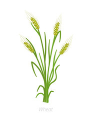 Rye, barley or wheat plant. Vector illustration. Secale cereale. Agriculture cultivated plant. Green leaves. Flat color Illustration clipart.