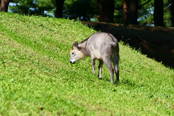 特別天然記念物、ニホンカモシカ。田野畑　岩手　日本。９月下旬。
