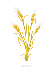 Rye, barley or wheat plant ripe. Vector illustration. Secale cereale. Agriculture cultivated plant. Green leaves. Flat color Illustration clipart.