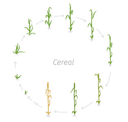 Circular life cycle of Cereal grain agricultural crops. Rye or wheat plant. Vector illustration. Secale cereale. Round Agriculture cultivated plant. Flat color Illustration clipart.