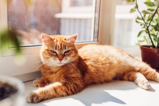 Ginger cat lying on window sill at home in the morning. Pet enjoying sun