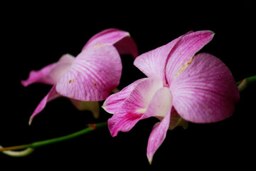 Fototapeta na wymiar ฺBeautiful Pink Orchid flowers in natural light on black background