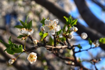 Beautiful White Blossom on Sky Background, Green Leaves, Blue sky, Beautiful nature