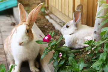 Cute Rabbits bunny in the garden farm