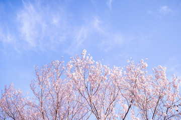 Beautiful yoshino cherry blossoms sakura (Prunus × yedoensis) tree bloom in spring in the castle park, copy space, close up, macro.