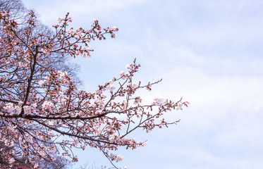 Beautiful yoshino cherry blossoms sakura (Prunus × yedoensis) tree bloom in spring in the castle park, copy space, close up, macro.