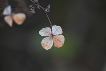 Verblühte Kletter-Hortensie (Hydrangea petiolaris)