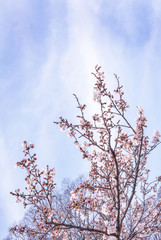 Beautiful yoshino cherry blossoms sakura (Prunus × yedoensis) tree bloom in spring in the castle park, copy space, close up, macro.