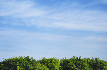 木　空　雲　素材