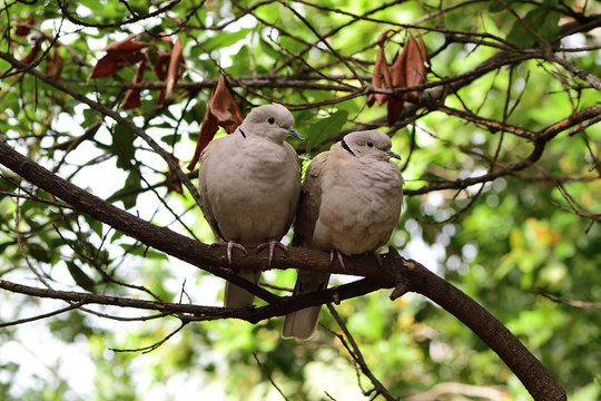 Two Eurasian collared doves (streptopelia decaocto) perching in a tree