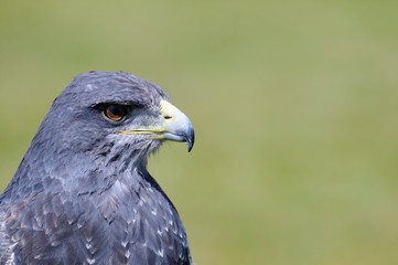 Black-Chested Buzzard-Eagle.