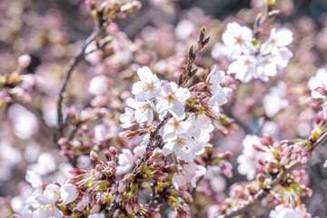 Beautiful yoshino cherry blossoms sakura (Prunus × yedoensis) tree bloom in spring in the castle park, copy space, close up, macro.