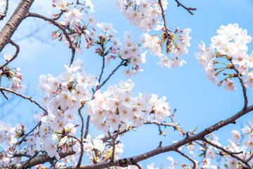 Beautiful yoshino cherry blossoms sakura (Prunus × yedoensis) tree bloom in spring in the castle park, copy space, close up, macro.