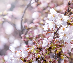 Beautiful yoshino cherry blossoms sakura (Prunus × yedoensis) tree bloom in spring in the castle park, copy space, close up, macro.