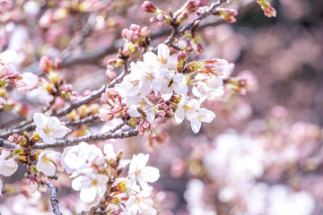 Beautiful yoshino cherry blossoms sakura (Prunus × yedoensis) tree bloom in spring in the castle park, copy space, close up, macro.