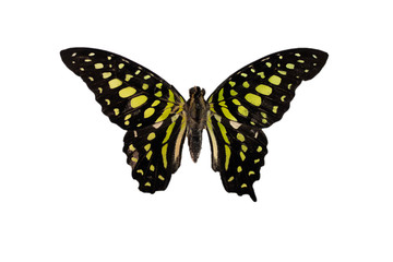 Butterfly Graphium agamemnon isolated
