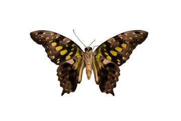 Butterfly Graphium agamemnon isolated back
