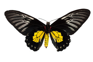 Butterfly Troides R hadamantus isolated back