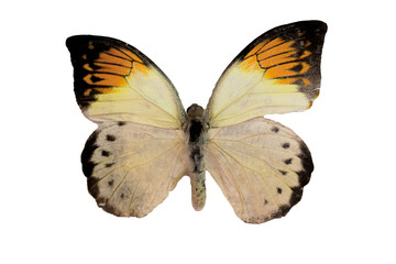 Butterfly HEBOMOIA GLAUCIPPE isolated