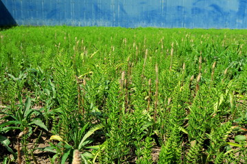 杉菜茂る野原とトタン壁