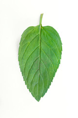 Fresh mint raw plant leaf isolated on white background