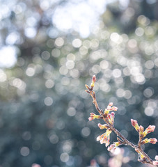Beautiful yoshino cherry blossoms sakura (Prunus × yedoensis) tree bloom in spring in the castle park, copy space, close up, macro.