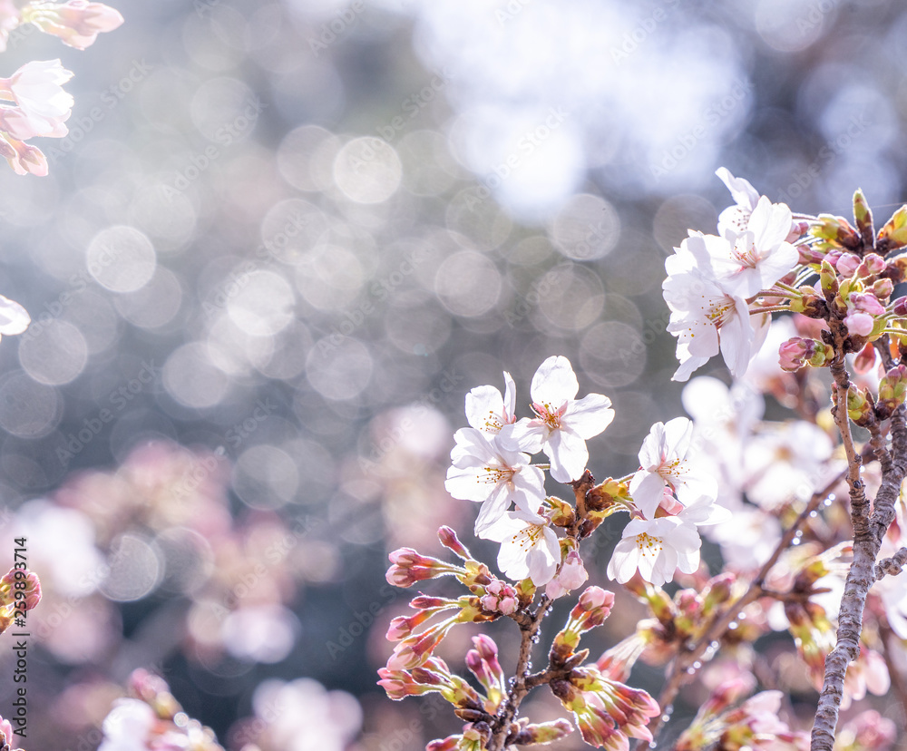 Wall mural Beautiful yoshino cherry blossoms sakura (Prunus × yedoensis) tree bloom in spring in the castle park, copy space, close up, macro.