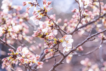 Beautiful yoshino cherry blossoms sakura (Prunus × yedoensis) tree bloom in spring in the castle park, copy space, close up, macro.
