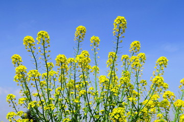 青空と菜の花