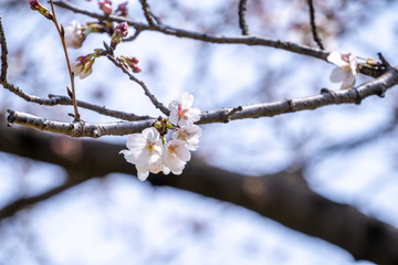Beautiful yoshino cherry blossoms sakura (Prunus × yedoensis) tree bloom in spring in the castle park, copy space, close up, macro.