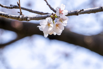 Beautiful yoshino cherry blossoms sakura (Prunus × yedoensis) tree bloom in spring in the castle park, copy space, close up, macro.