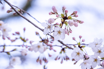 Beautiful yoshino cherry blossoms sakura (Prunus × yedoensis) tree bloom in spring in the castle park, copy space, close up, macro.