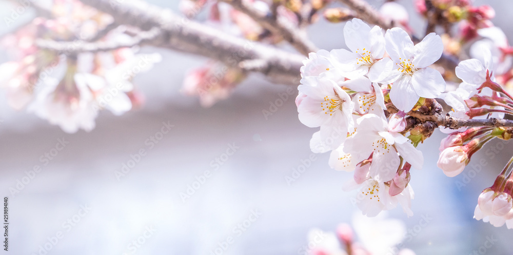 Sticker Beautiful yoshino cherry blossoms sakura (Prunus × yedoensis) tree bloom in spring in the castle park, copy space, close up, macro.