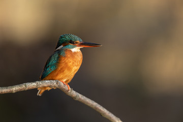 Common kingfisher