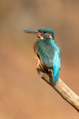 Common kingfisher