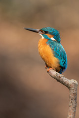 Common kingfisher
