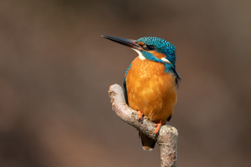 Fototapeta premium Common kingfisher