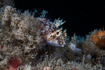 Cape triplefin blenny (Cremnochorites capensis) closeup of fish on the reef facing the camera.