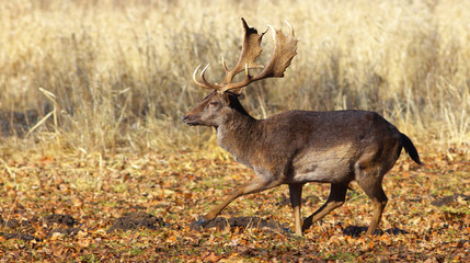 Fallow deer