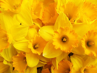 Yellow narcissus, daffodil bouquet
