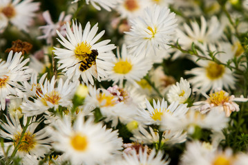 the bee sits on the Matricaria collects nectar