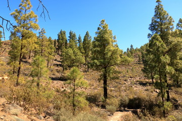 Fototapeta na wymiar Canary Island pine forest in the interior of the Gran Canaria Island, Spain