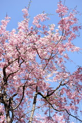 weeping cherry blossoms bloom and blue sky 