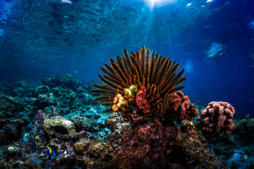 Naklejka na ściany i meble Vivid coral in the tropical sea
