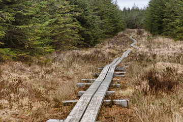 Fototapeta na wymiar Western way trail in a bog with pine forest around